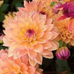 Meet your Posher, Patsy